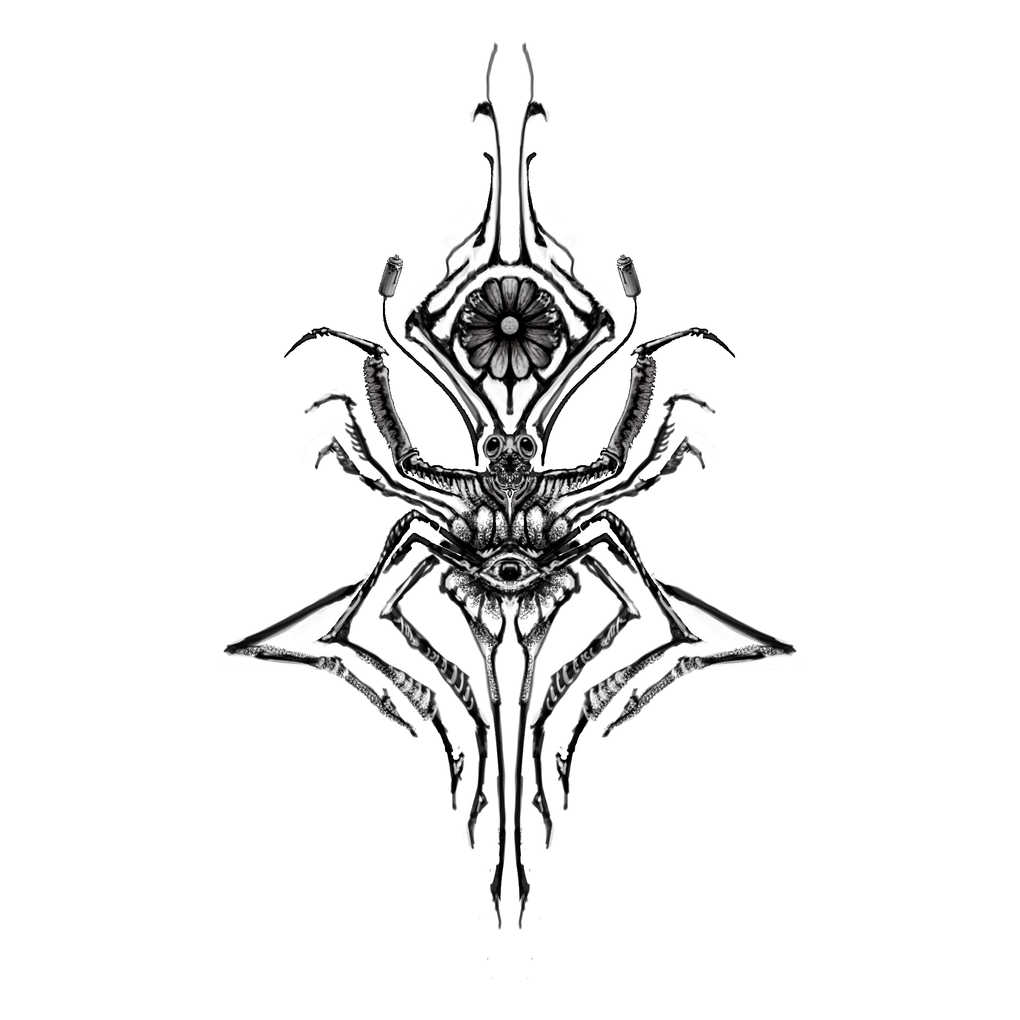 Spiders eye